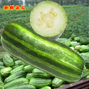 湖北应城特产果蔬新鲜梢瓜秧瓜甜瓜生瓜优选烧瓜包邮农产品即食
