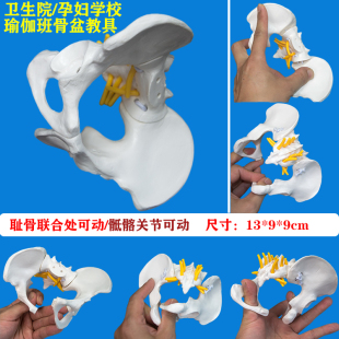 产后修复中心女性动态骨盆 耻骨联合处和骶髂关节可分离可动