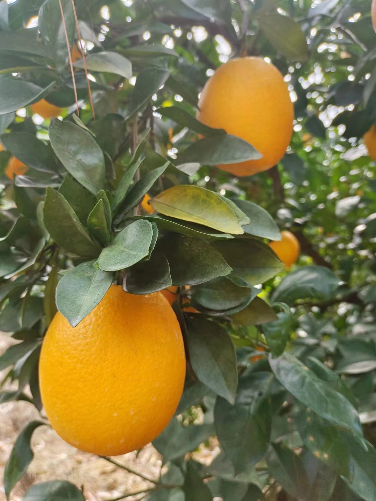 肚脐橙湖南橙子绿色水果补充维生素c多汁超甜送礼新鲜橙子