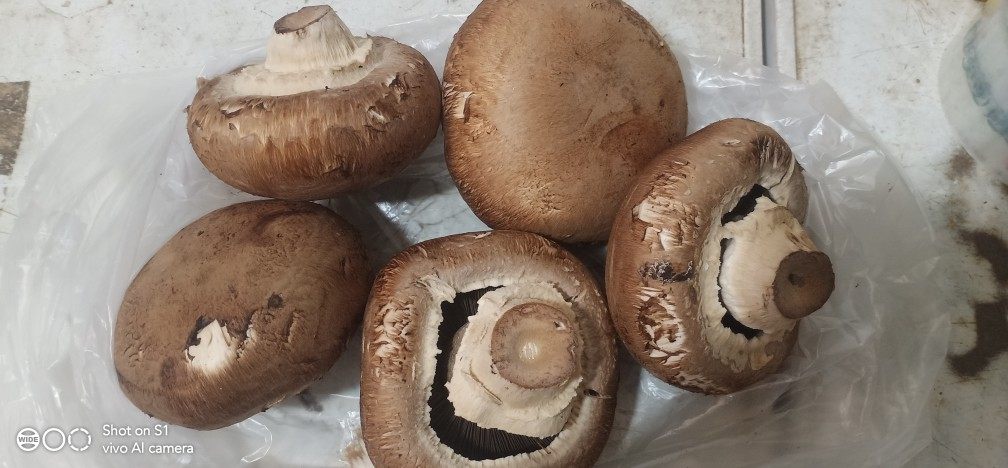 新鲜大褐菇  新鲜大牛排菇  波多黎各菌  8到10厘米 500g