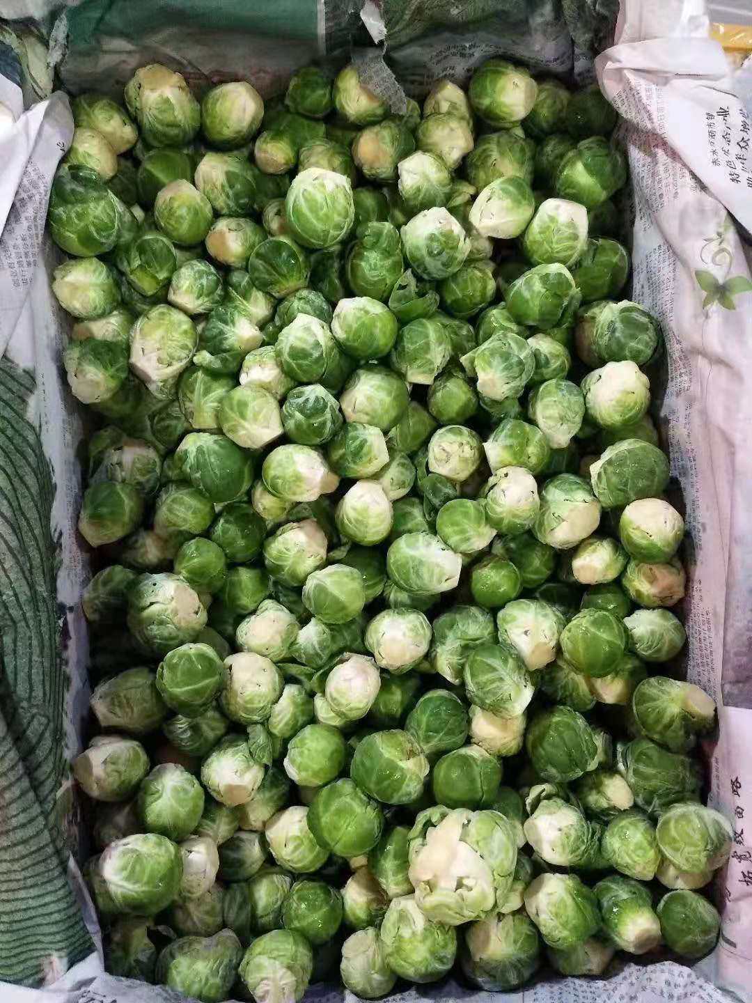 新鲜蔬菜  新鲜抱子甘蓝  小甘蓝 500g
