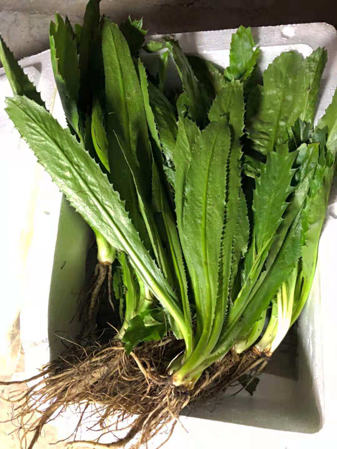 云南新鲜大香菜/芫荽 刺芫荽缅刺芫 泰式香菜 刺芹傣味