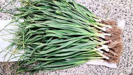 新鲜蔬菜 新鲜青蒜  新鲜蒜苗   250g京津冀满68包邮顺丰