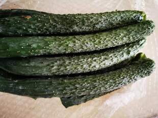 新鲜黄瓜     胡瓜青瓜   500g  京津冀68包邮顺丰