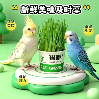 鹦鹉麦芽草粮大麦种子鹦鹉啃咬