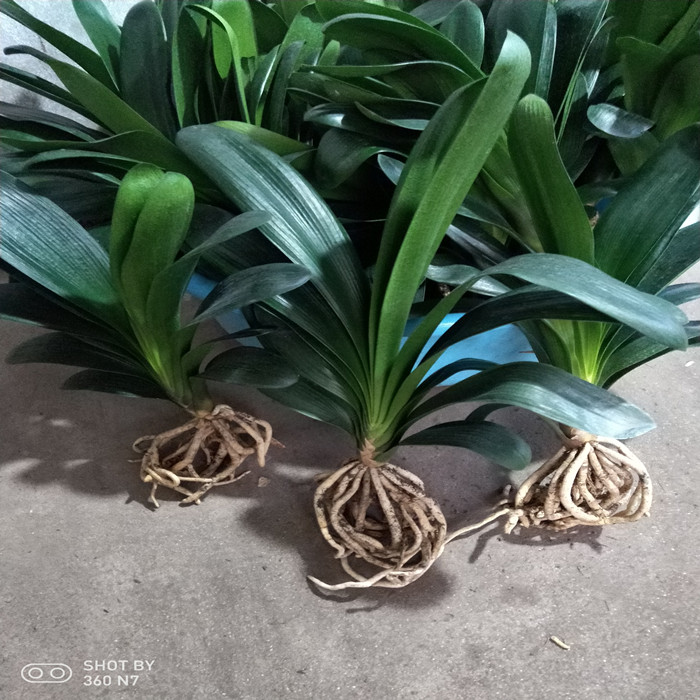 君子兰好养易开花上箭快不夹箭