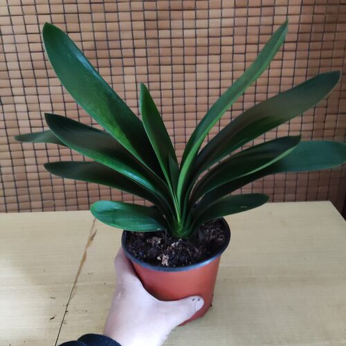 立板油匠，形体周正年底上箭开花4年生16片叶子，原盆原土发货。