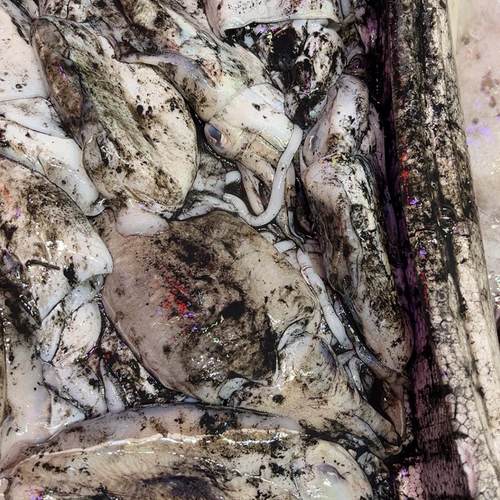 新鲜野生东海原汁大墨鱼鲜活冷冻深海目鱼鱿鱼乌贼6-8两一个4斤装