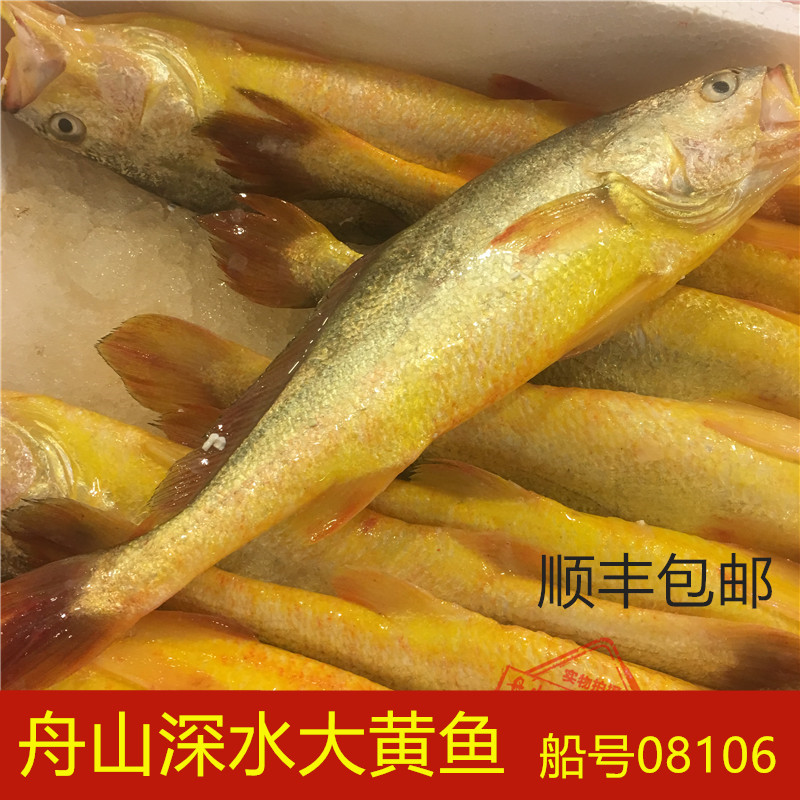 舟山海鲜新鲜野生深水大黄鱼海鲜东海黄花鱼深水孕妇宝宝食用包邮