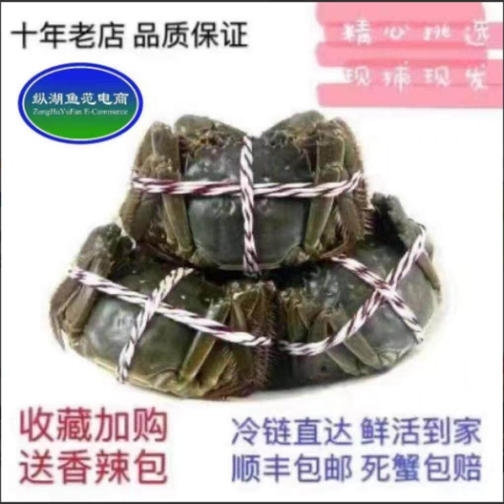 纵湖鱼范现货大闸蟹鲜活活蟹3.5-3两公2.5-2两母10只礼盒清水湖鲜