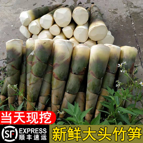 广西新鲜现挖大头竹笋