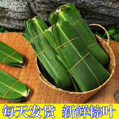 新鲜现摘粽子叶1斤包邮