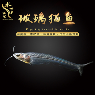 可混养红肚扯旗透明条装玻璃鱼