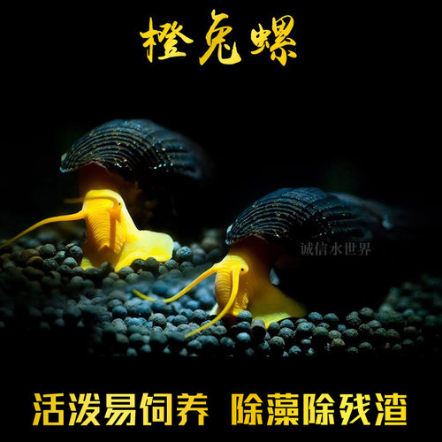橙兔螺活体观赏螺可繁殖胎生