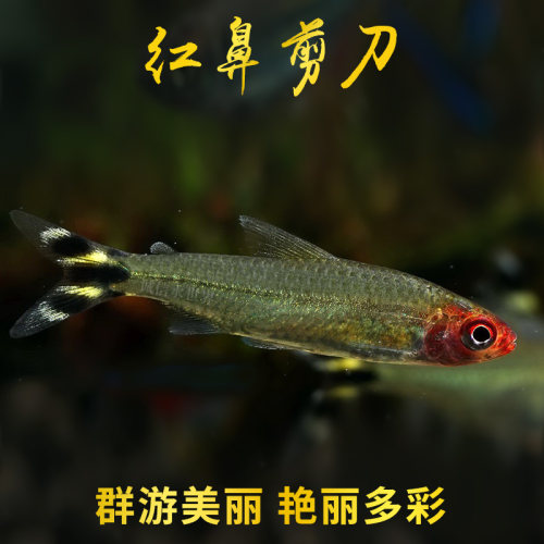 大号红鼻剪刀鱼群游鱼白金红鼻观赏鱼群游灯科鱼草缸红绿灯宝莲灯 - 封面