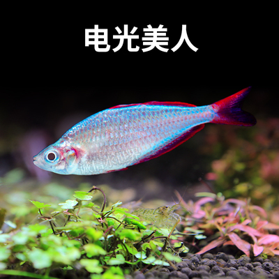 电光美人刚果美人热带鱼活体易饲养色彩艳丽美人鱼水族新手好养活