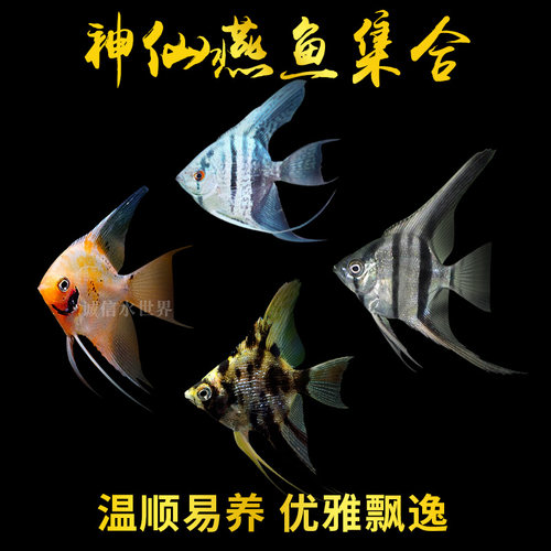 秘鲁燕伊莎贝尔淡水埃及神仙鱼