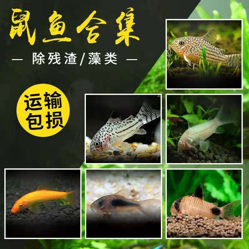 老鼠鱼底栖鱼清道夫花椒咖啡白鼠金苔鼠熊猫鼠珍珠茉莉豹鼠除藻鱼