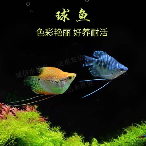 蓝曼龙好养耐活曼龙马甲