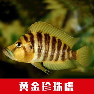 三湖慈鲷鱼观赏鱼苗贝壳虎黑喷虎金头虎黄金虎珍珠虎坦鲷