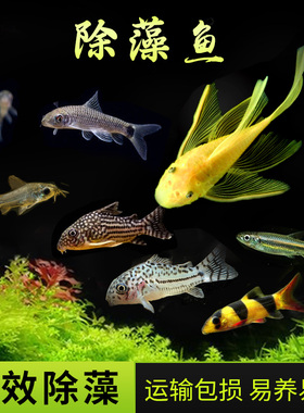 热带观赏鱼除藻鱼清道夫黑线飞狐底栖鼠鱼工具鱼清洁工小精灵异形