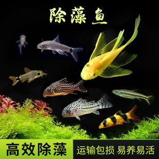 热带观赏鱼除藻鱼清道夫黑线飞狐底栖鼠鱼工具鱼清洁工小精灵异形