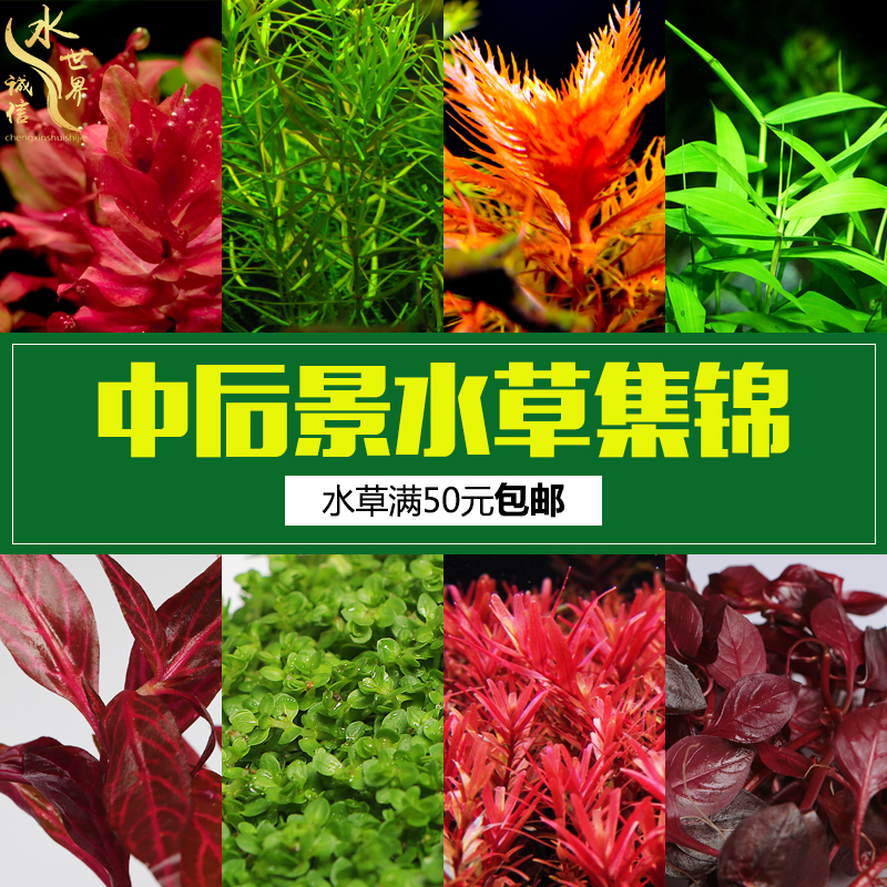 中后景水草植物真草鱼缸蜈蚣阴性增氧绿菊莫斯半球绿藻球水榕-封面