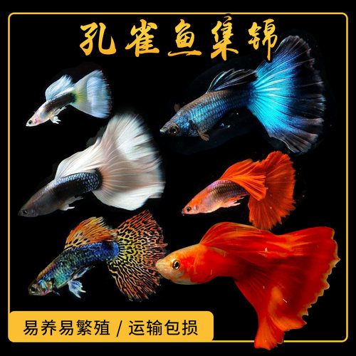 孔雀鱼象牙白冰蓝胎生鱼淡水