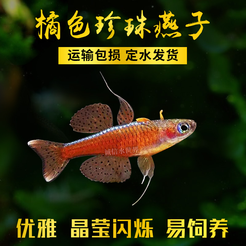 橘色珍珠燕子群游蓝霓虹阿鲁黄帆桔色珍珠活体鱼淡水水草缸热带鱼