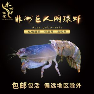非洲巨网虾蓝网球虾吃藻易养虾