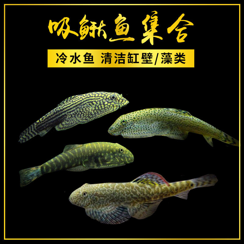 冷水清道夫双吸盘琵琶小提琴除藻金线红钻秉氏虎纹圆斑吸鳅活体