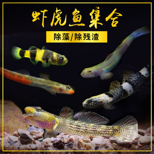 底栖除藻吃残渣虾虎鱼