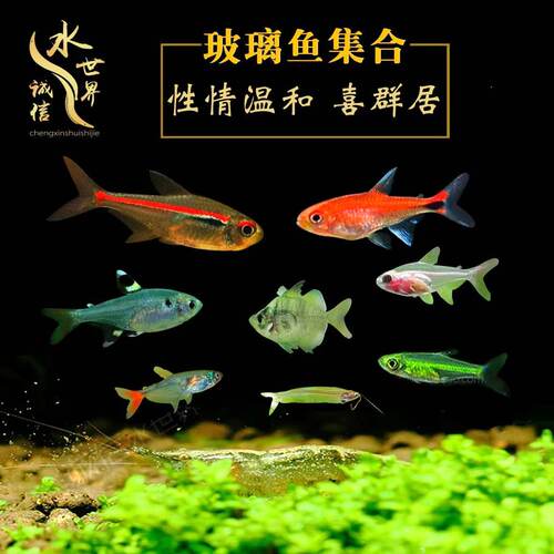 南美玻璃扯旗灯鳉鱼透明易养