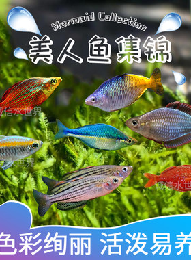 灯科淡水刚果石美人苹果鸽子美人