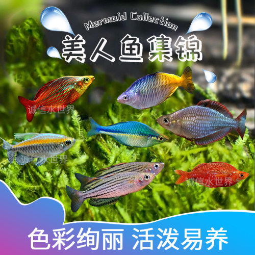 灯科淡水刚果石美人苹果鸽子美人