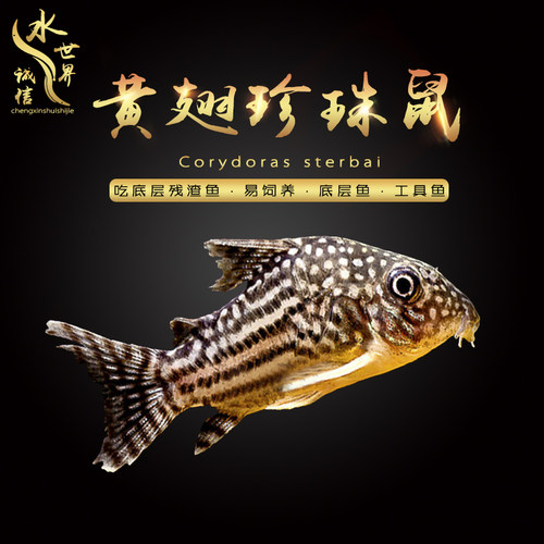 底层鱼鼠鱼吃残渣清洁