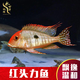 红头力关刀鱼热带鱼淡水鱼凤凰关刀食土鲷南美观赏鱼三湖慈鲷鱼