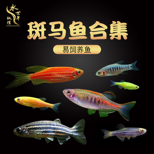 耐低温淡水小型鱼红蓝荧光大号斑马蝶翼斑马鱼天使鱼常温活体新手 - 封面