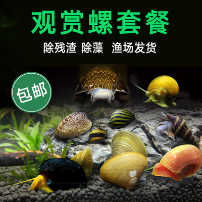 斑马洋葱螺苹果螺鲍鱼螺黑金刚螺