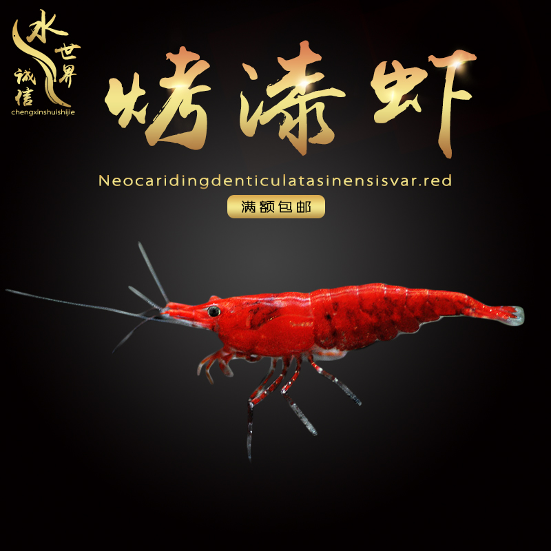 台湾烤漆虾观赏虾米虾工具虾鱼缸