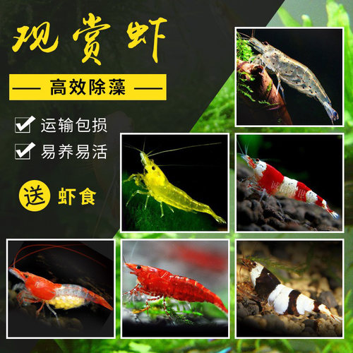 观赏虾活体淡水工具虾除藻樱花虾极火虾烤漆黑壳虾金背黄米水晶虾 - 封面