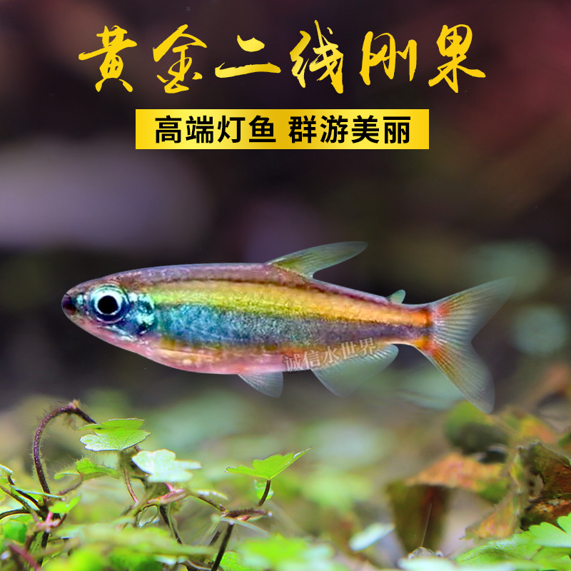 二线刚果美人鱼活体黄尾扯旗