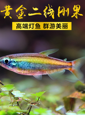 黄金二线刚果黄尾扯旗热带亚瑟灯火焰范特西小型群游鱼灯科活体