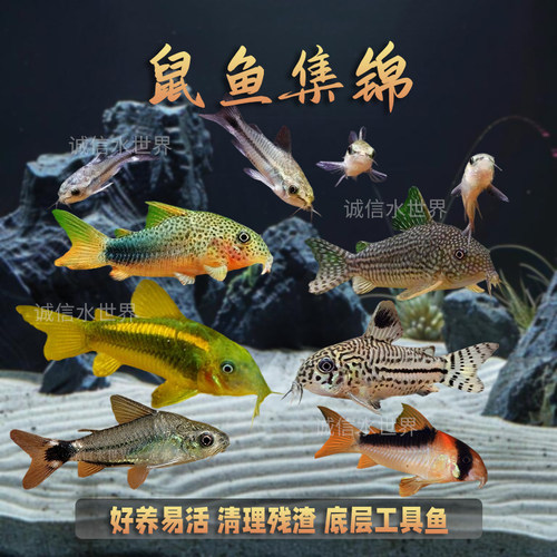 清道夫花椒咖啡白鼠金线底栖鱼