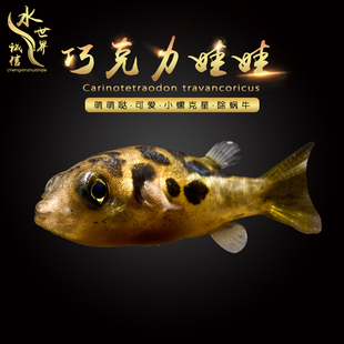 巧克力娃娃鱼吃螺水蜗牛草缸迷你河豚斑马狗头杀手螺除杂螺涡虫