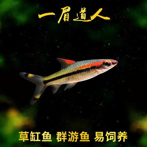 一眉道人活体热带鱼灯鱼群游鱼