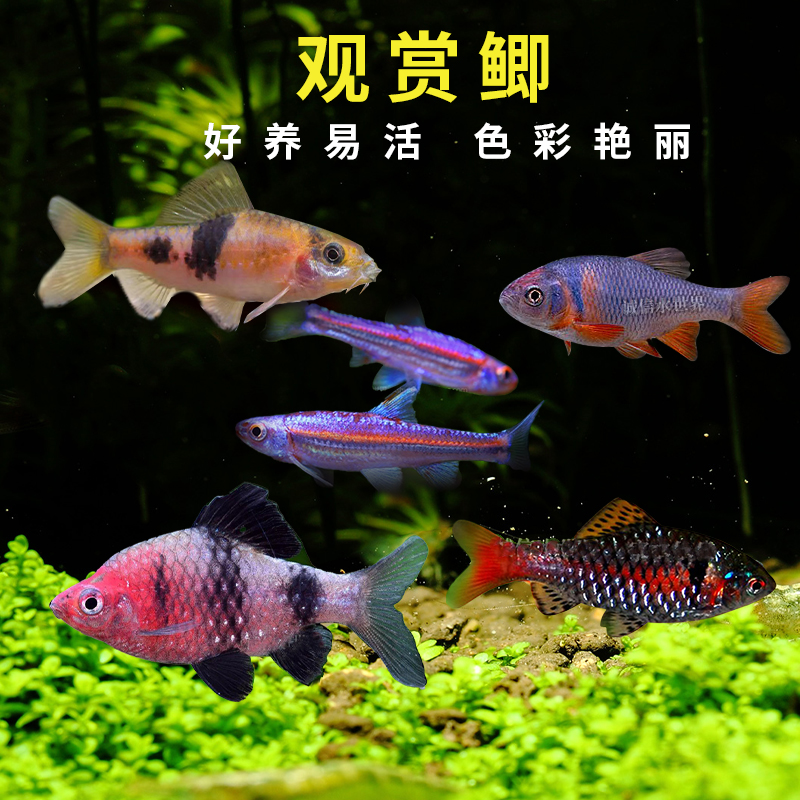 钻石彩虹鲫金元宝温顺观赏鱼淡水