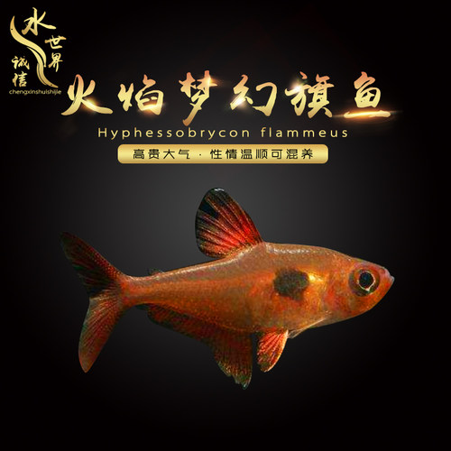 红衣梦幻热带小型扯旗群游灯鱼