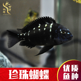 珍珠蝴蝶三湖慈鲷鱼黄金天堂鸟布隆迪六间特蓝斑马五间半坦鲷鱼