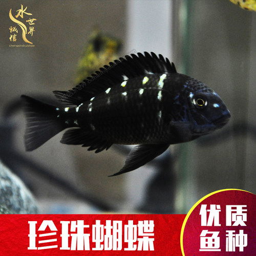 珍珠蝴蝶三湖慈鲷鱼黄金天堂鸟布隆迪六间特蓝斑马五间半坦鲷鱼 - 封面